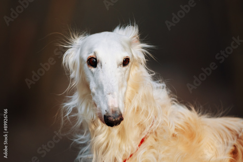Canvas-taulu Dog Russian Borzoi Wolfhound Head , Outdoors Spring Autumn Time