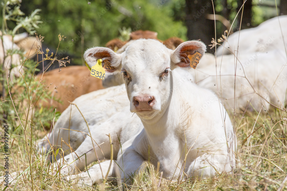 Obraz premium Vaches et veaux bio