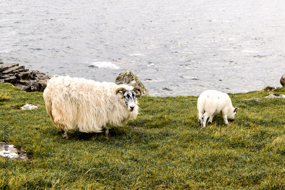 Fototapeta premium SHEEP AND LAMB