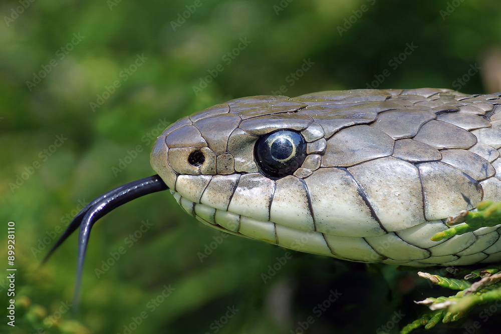 Obraz premium Ringelnatter