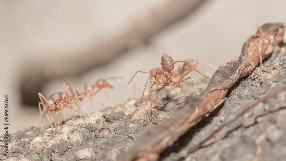 Red ants. Red ants.