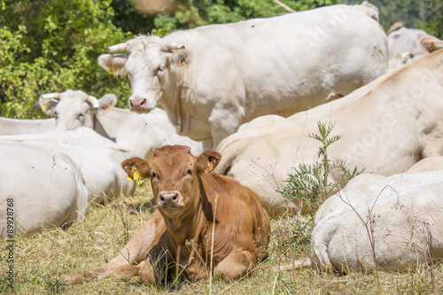 Vaches et veaux bio photo