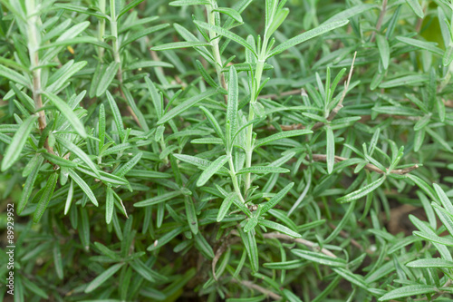 Fresh garden rosemary © karandaev