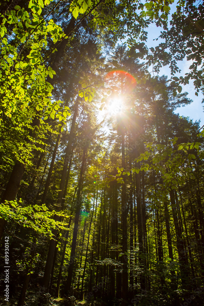 Obraz premium Wald im Gegenlicht