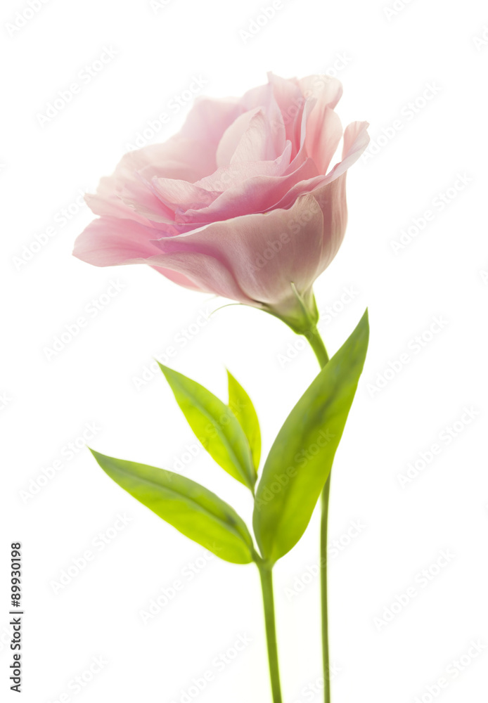 Fresh pink eustoma with green leaves isolated on white Fresh pink eustoma with green leaves isolated on white