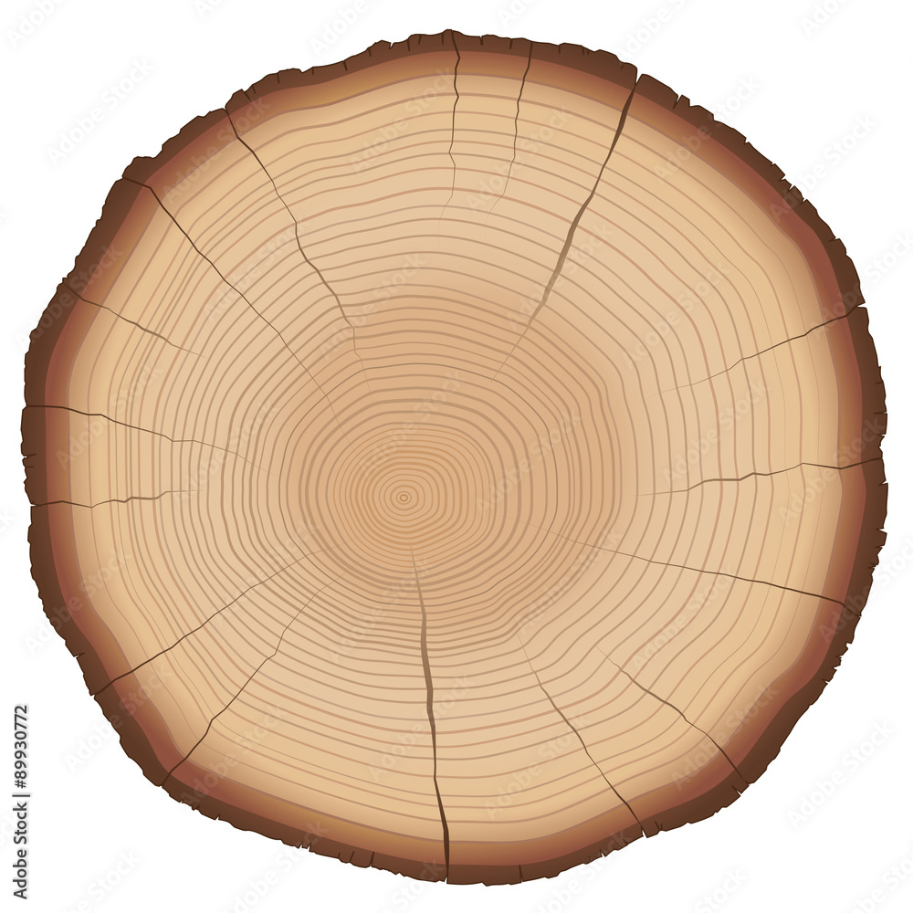 Fototapeta premium Ilustracja słojów rocznych na plastrze drewna. Na białym tle wektor na białym tle.