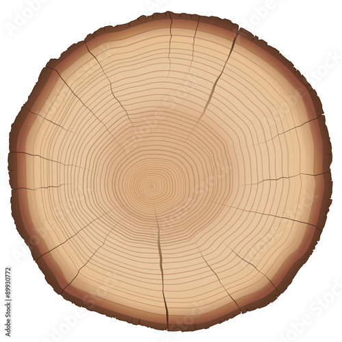 Illustration of annual rings on a wood slice. Isolated vector on white background.