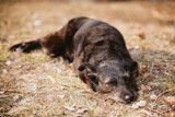 Small Size Black Mixed Breed Dog Resting In Dry Grass In Spring 