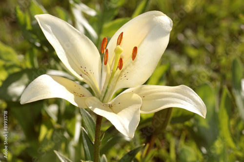 yellow lily bud photo