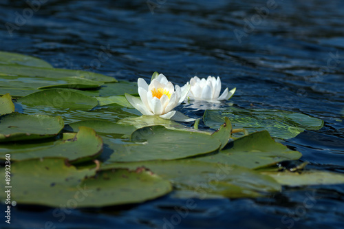 white water lily