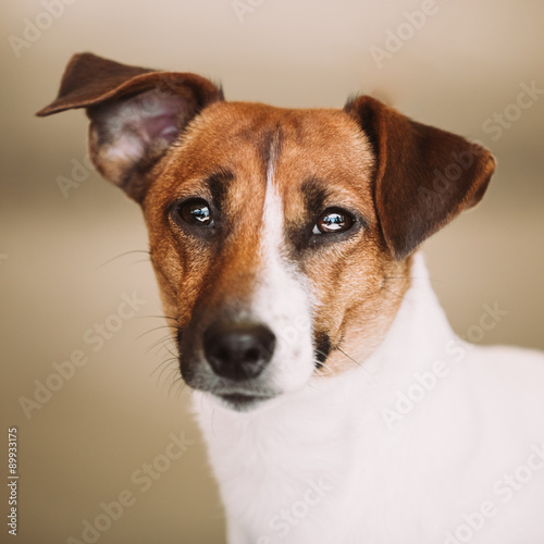 White small dog jack russell terrier