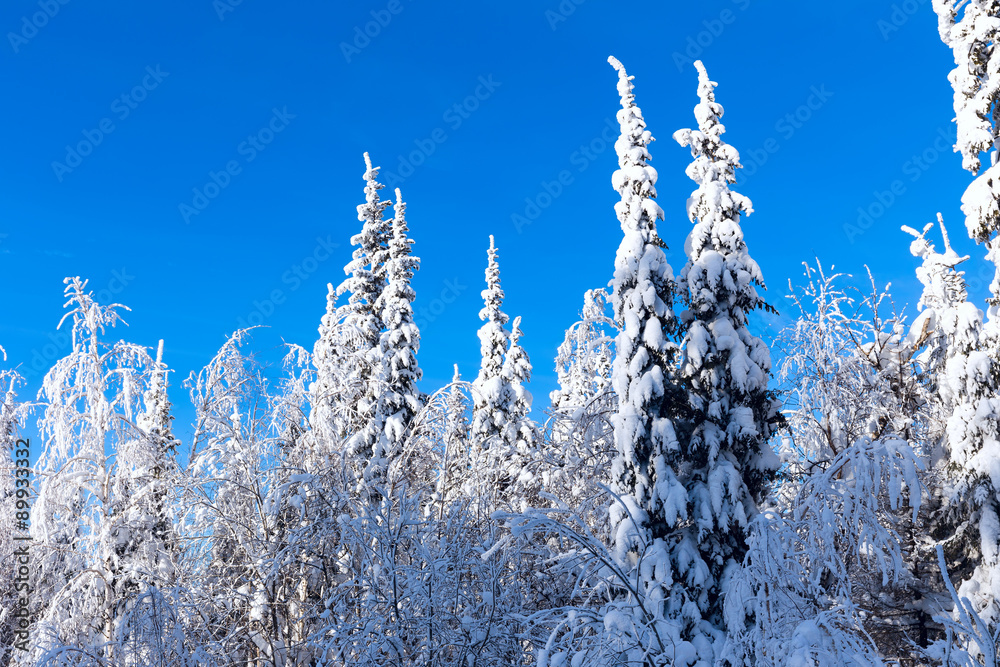 Winter forest with snow-covered trees against the blue sky Winter forest with snow-covered trees against the blue sky