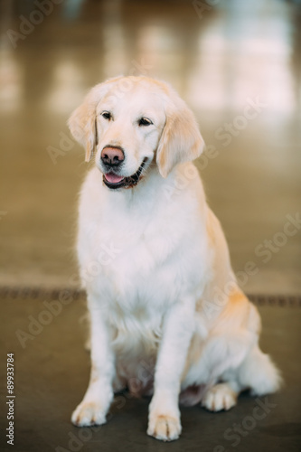Young White Labrador Retriever Dog