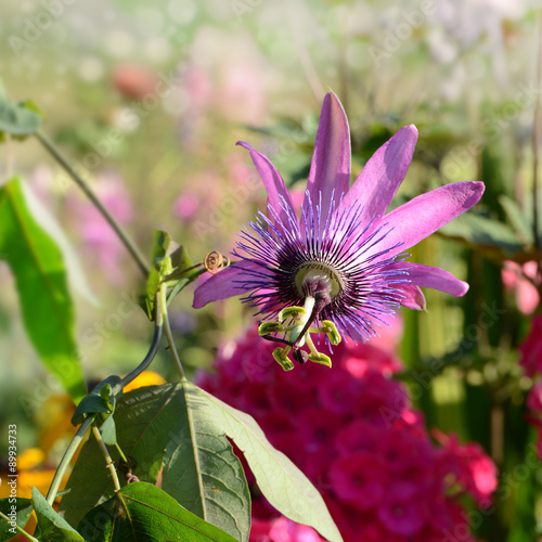 Fototapeta Naklejka Na Ścianę i Meble -  Blumen 447