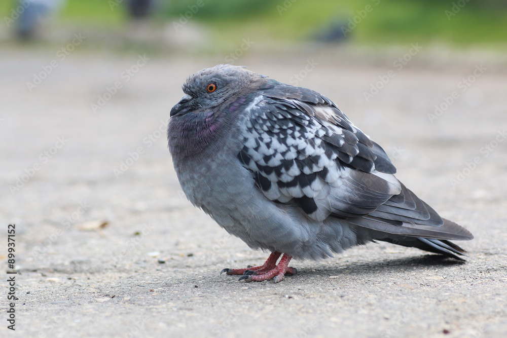 Obraz premium pigeons in the square