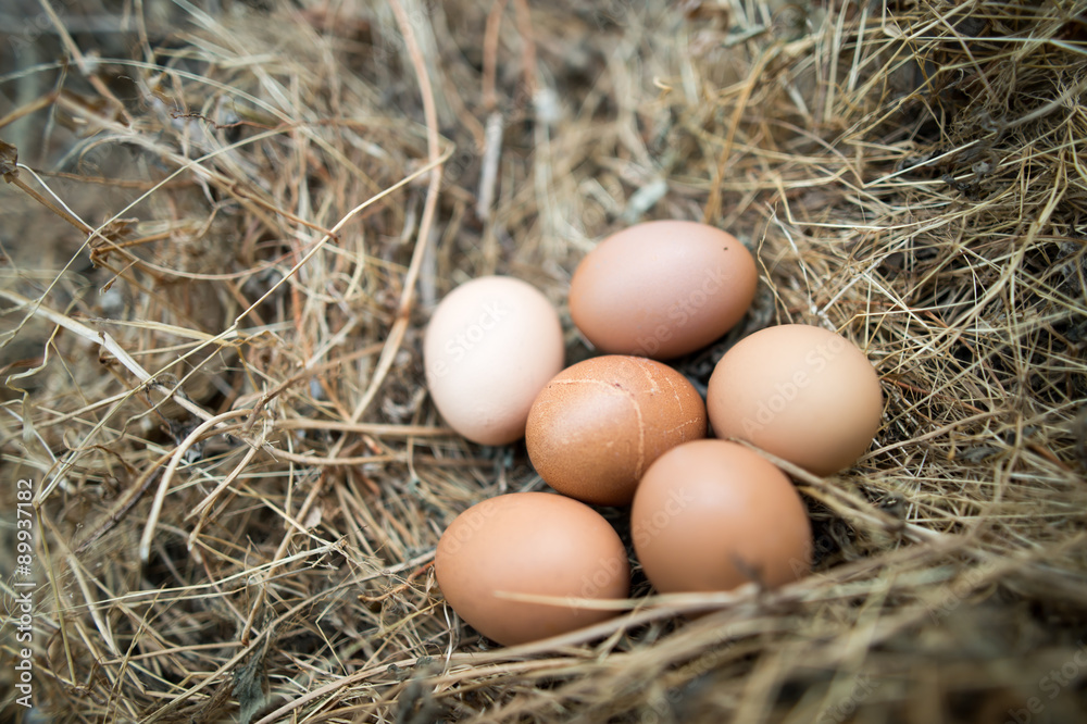 Chicken eggs in the grass dry