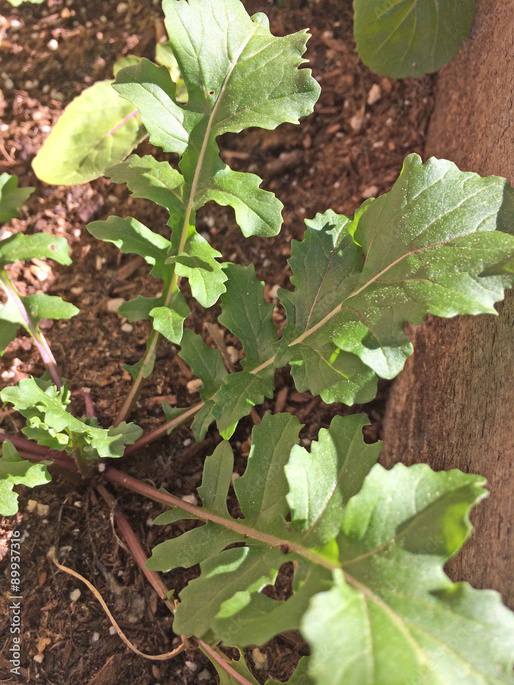 Obraz premium Fresh Arugula from the Garden