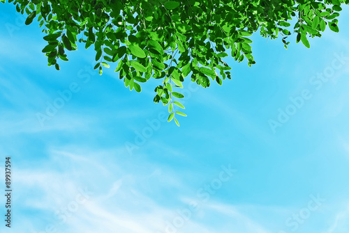 Green leaves on the blue sky