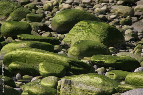 algenbewachsene Steine