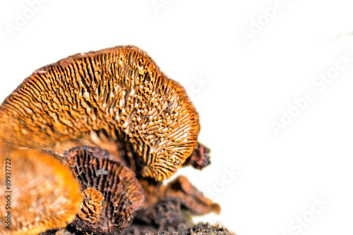 Mushroom Crepidotus mollis on the blurry background. Place for t