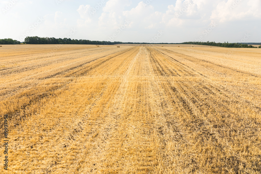 Harvested wheat field with remaining plant stubble