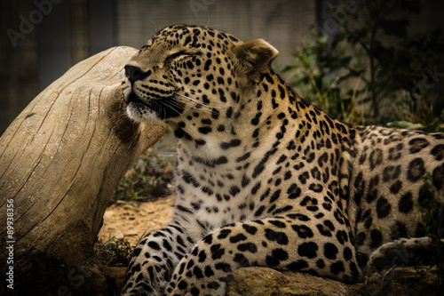 Leopard relaxing in the zoo