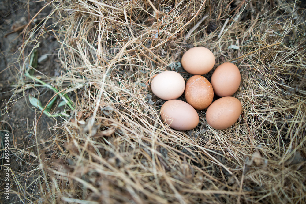 Chicken eggs in the grass dry