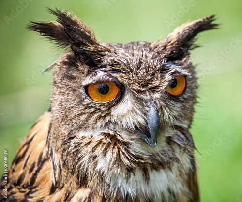 Owl © Jaroslav Moravcik