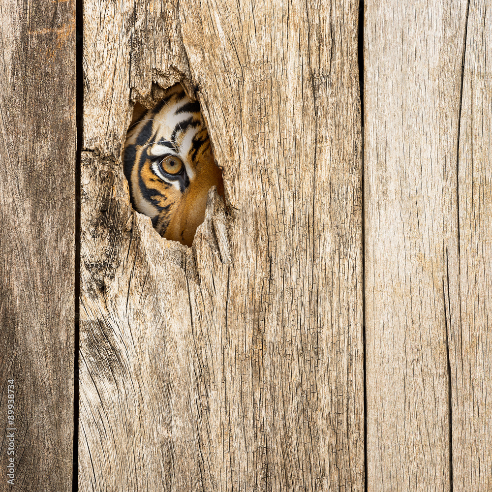 Naklejka premium Tygrysie oko w drewnianej dziurze