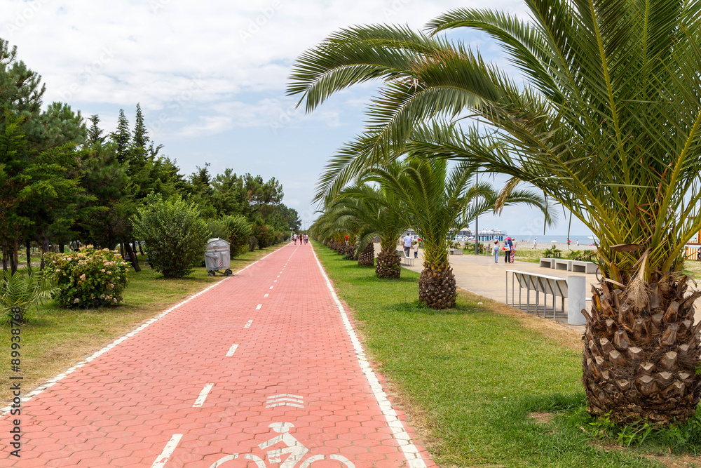 Obraz premium Bicycle path between green palms in Batumi seaside park