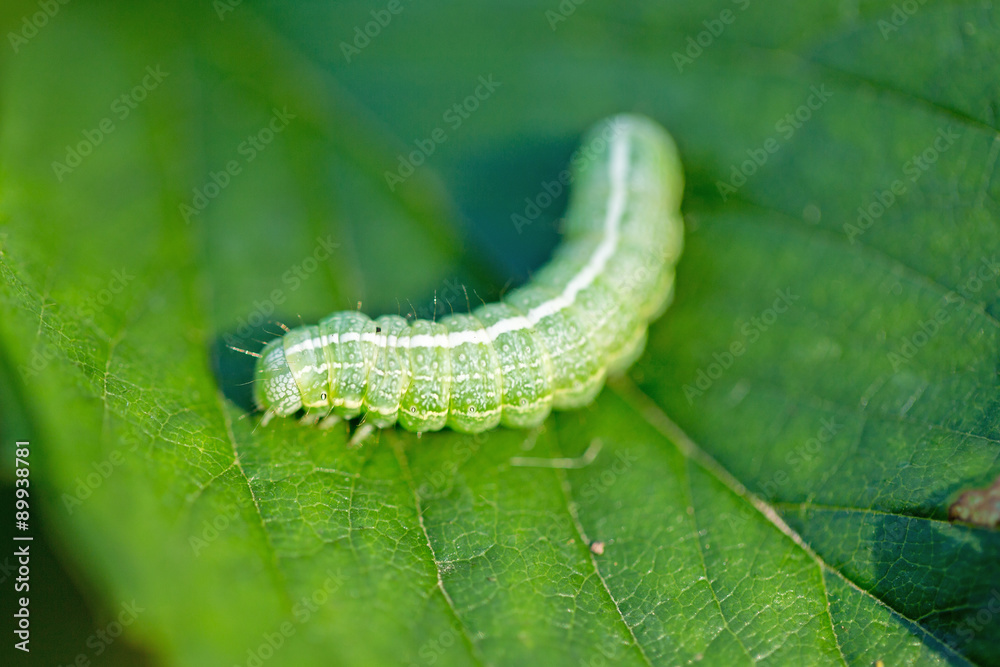 Obraz premium The big green caterpillar on a leaf