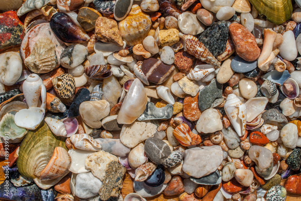 assorted seashells and pebbles texture background