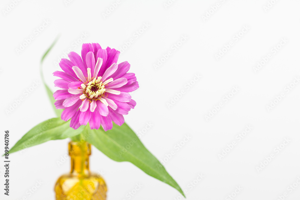 Close up of Zinnia elegans flower in yellow vase Close up of Zinnia elegans flower in yellow vase