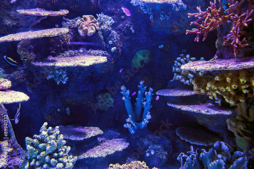 Fish and corals in the ghostly underwater world