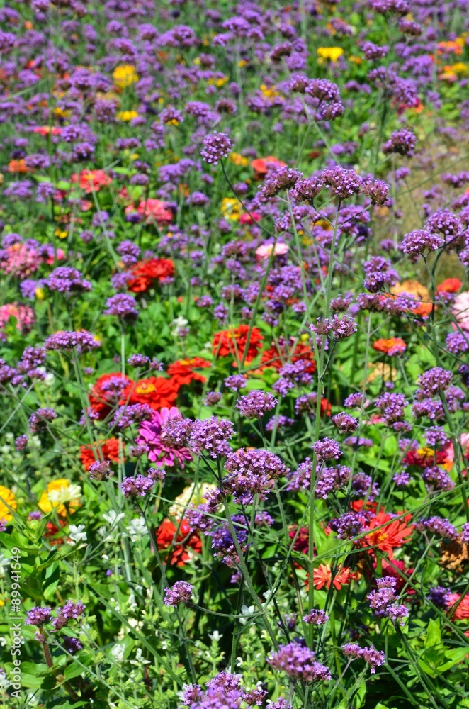 Viele bunte Sommerblumen - Zinnien und Eisenkraut Viele bunte Sommerblumen - Zinnien und Eisenkraut
