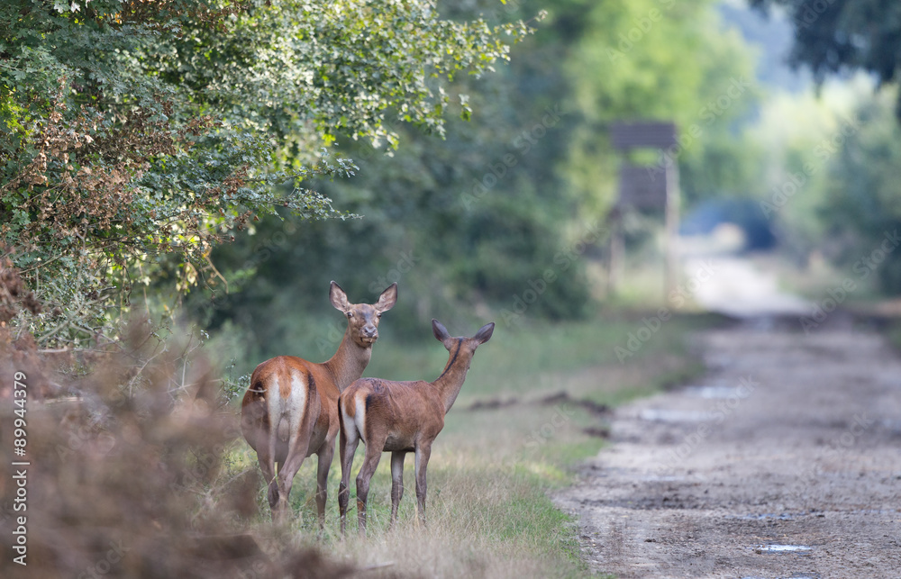 Fototapeta premium Hind with young deer