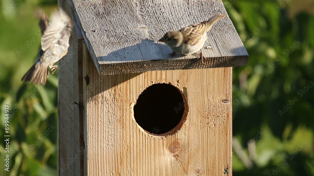 A small birds nesting in a nest box. Sparrows flying around the nest box and going inside of the nest box hole.