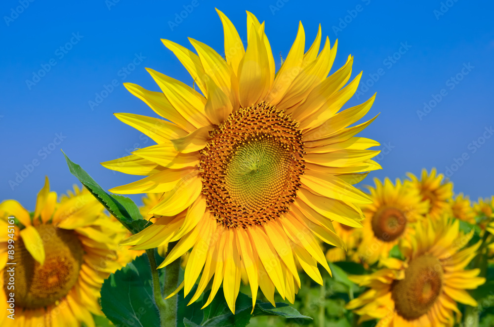 Young sunflowers bloom in field against a blue sky