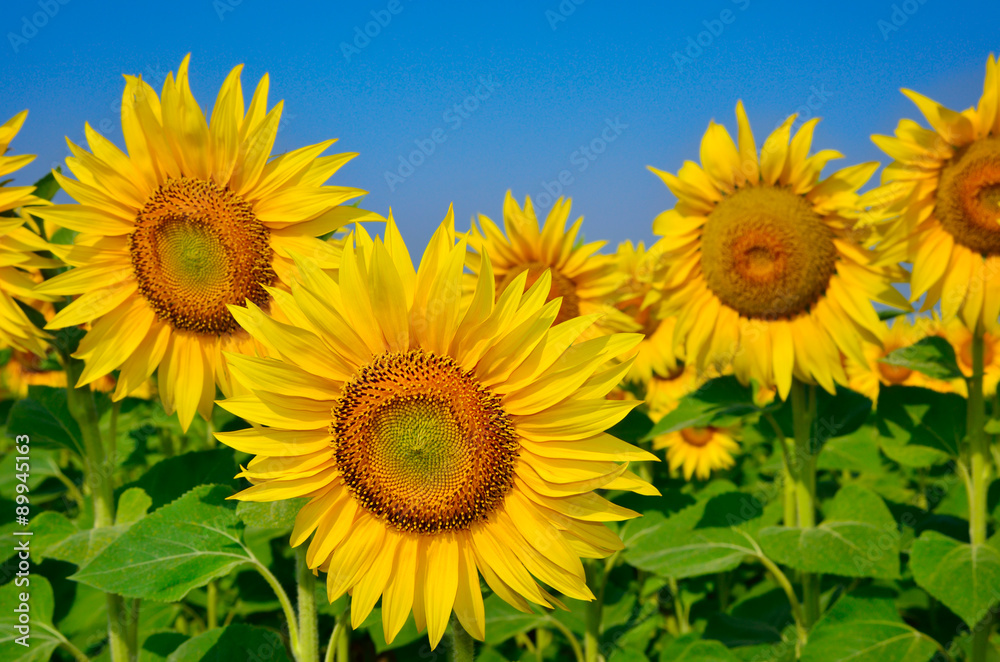 Fototapeta premium Young sunflowers bloom in field against a blue sky