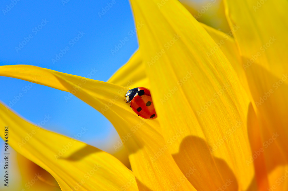 Ladybird crawling on a yellow sunflower petals young Ladybird crawling on a yellow sunflower petals young