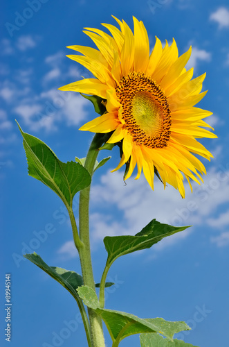 Fototapeta Naklejka Na Ścianę i Meble -  Ripe, young sunflower blooming against the blue sky