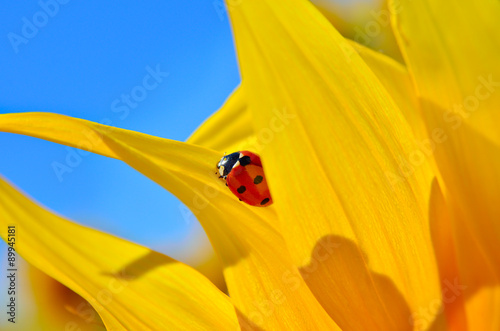 Ladybird crawling on a yellow sunflower petals young