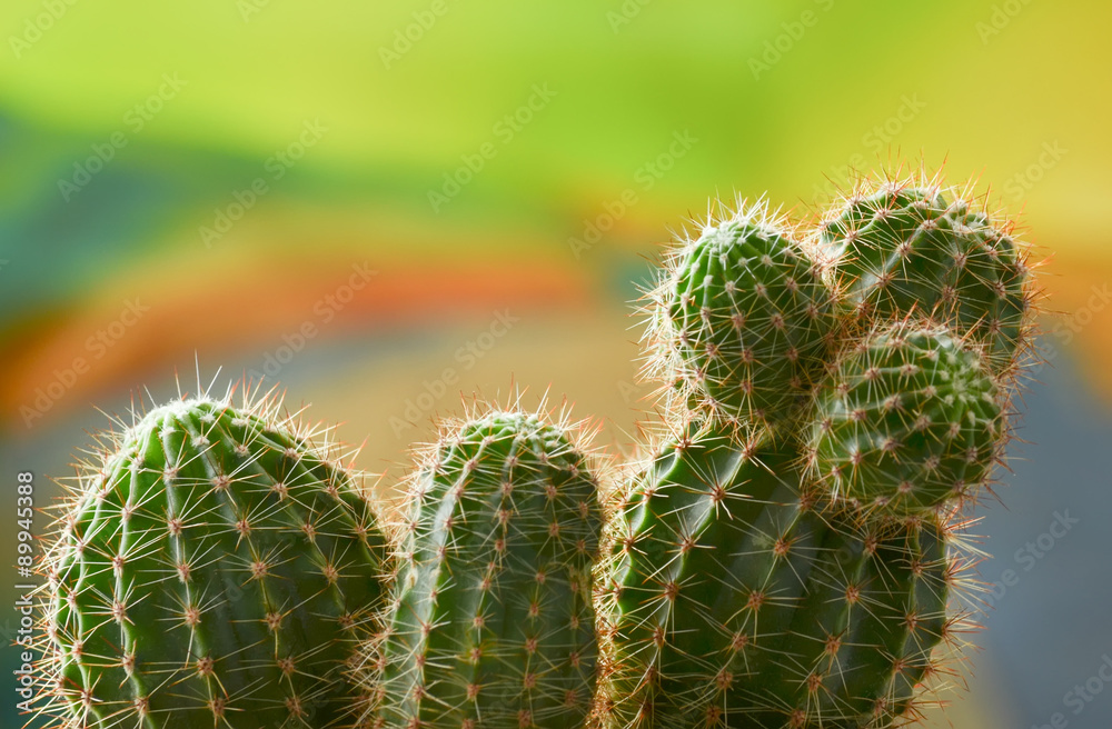 cactus on a color background close up cactus on a color background close up