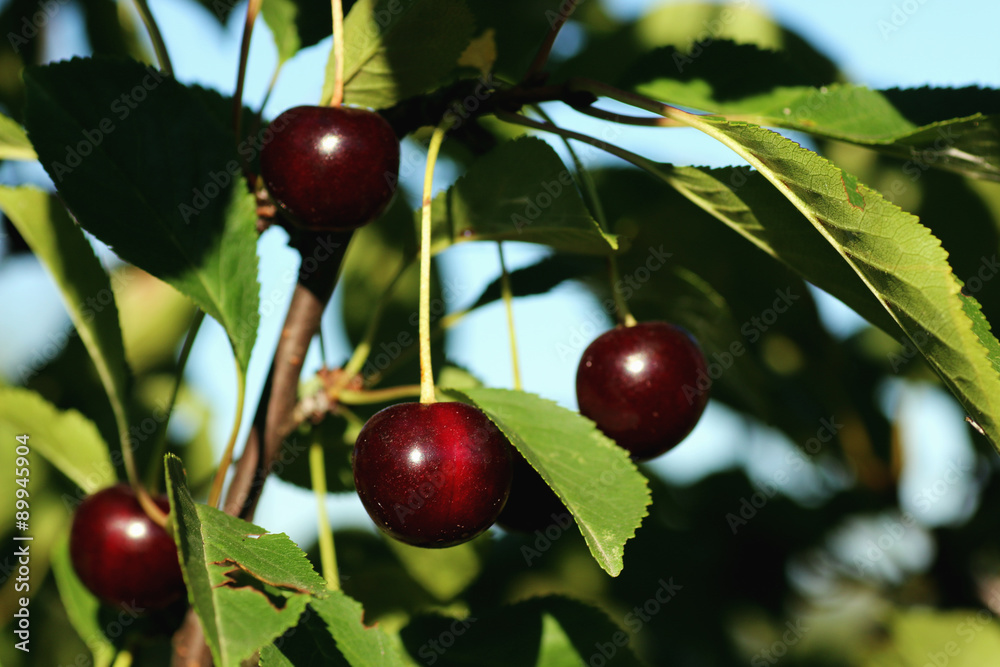 Obraz premium cherry berry on the bush
