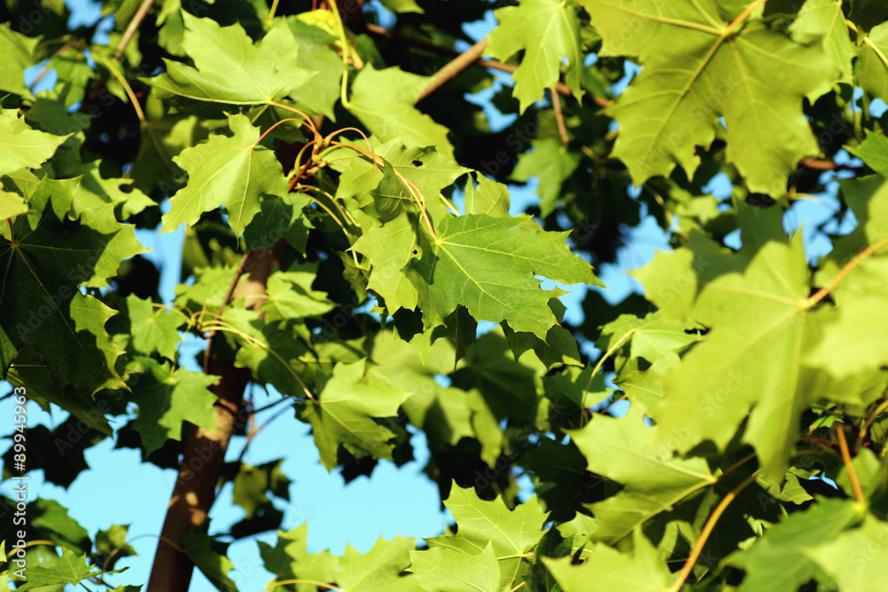 macro leaves of the trees against the sky macro leaves of the trees against the sky