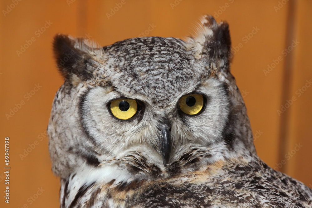 Great horned owl (Bubo virginianus). Great horned owl (Bubo virginianus).