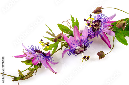 Garten-Schönheit: Passionsblumen: Passiflora violacea :) photo