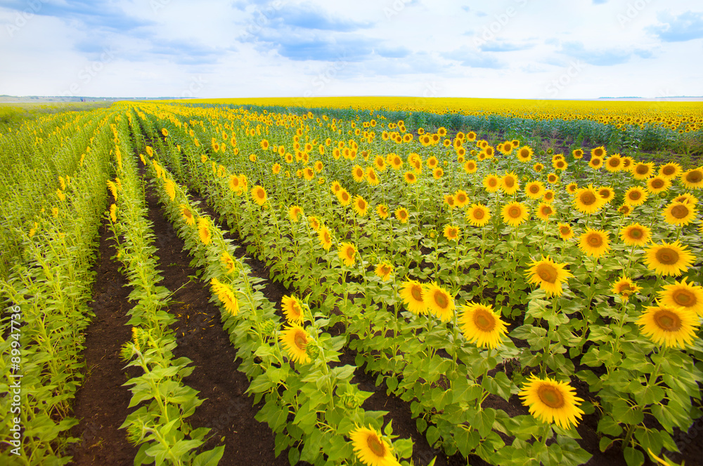 yellow sunflowers field