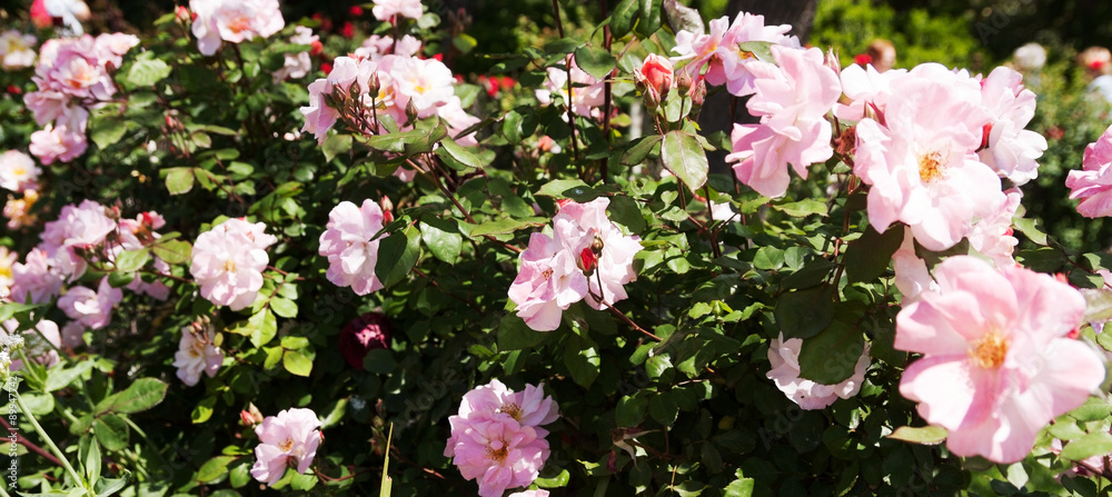 Roses park Roses park