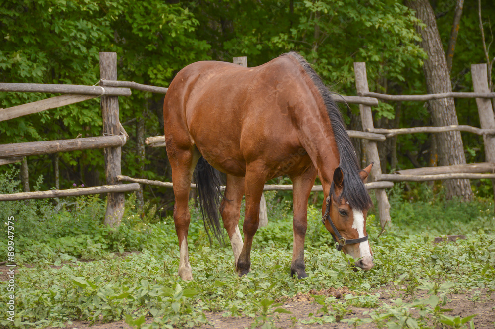 Fototapeta premium Single brown horse with white strip on the head and black mane behind a fence on the meadow with a green grass